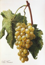 Ampelograhie. grape variety science. oenology. viticulture. grape. vine. La France grape. digitally