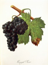 Ampelograhie. grape variety science. oenology. viticulture. grape. vine. Gouget Noir grape.
