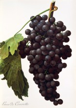 Ampelograhie. grape variety science. oenology. viticulture. grape. vine. Gros de Coveretto grape.