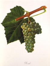 Ampelograhie. grape variety science. oenology. viticulture. grape. vine. Noah grape. digitally