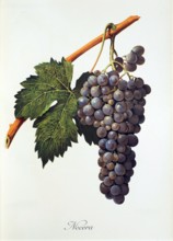 Ampelograhie. grape variety science. oenology. viticulture. grape. vine. Nocera grape. digitally