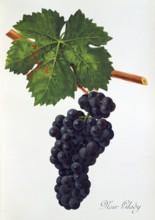 Ampelograhie. grape variety science. oenology. viticulture. grape. vine. Noir Glady grape.