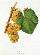 Ampelograhie. grape variety science. oenology. viticulture. grape. grapevine. Elvira grape.