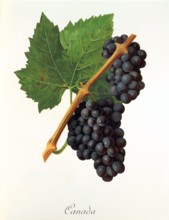 Ampelograhie. grape variety science. oenology. viticulture. grape. grapevine. Canada grape.