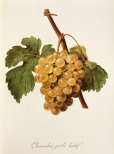 Ampelograhie. grape variety science. oenology. viticulture. grape. vine. Chasselas Perle' Hatif