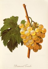 Ampelograhie. grape variety science. oenology. viticulture. grape. grapevine. diamond grape.