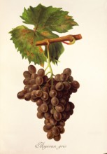 Ampelograhie. grape variety science. oenology. viticulture. grape. grapevine. Aspiran Gris grape.