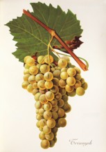 Ampelograhie. grape variety science. oenology. viticulture. grape. grapevine. Triumph grape.