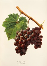 Ampelograhie. grape variety science. oenology. viticulture. grape. vine. Noubi grape. digitally