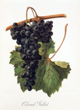 Ampelograhie. grape variety science. oenology. viticulture. grape. vine. Colonel Fallet grape.