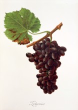 Ampelograhie. grape variety science. oenology. viticulture. grape. grapevine. Zitania grape. a rare