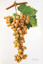 Ampelograhie. grape variety science. oenology. viticulture. grape. vine. Coudsi grape. digitally