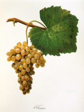 Ampelograhie. grape variety science. oenology. viticulture. grape. vine. Catarratto grape. white