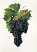 Ampelograhie. grape variety science. oenology. viticulture. grape. grapevine. Inzolia grapem also