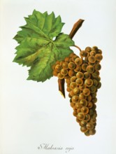 Ampelograhie. grape variety science. oenology. viticulture. grape. grapevine. Malvasia grape. white