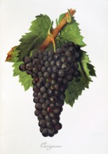 Ampelograhie. Grape variety science. Oenology. Viticulture. Grape. Grape vine. Carignan is a red