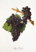 Ampelograhie. grape variety science. oenology. viticulture. grape. vine. Petit Verdot grape. a very