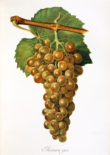 Ampelograhie. grape variety science. oenology. viticulture. grape. vine. Aramon Gris grape. old