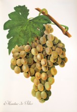 Ampelograhie. grape variety science. oenology. viticulture. grape. vine. Mantuo de Pilas grape.