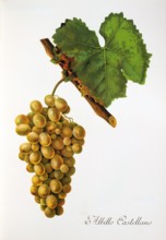 Ampelograhie. grape variety science. oenology. viticulture. grape. vine. Albillo Castellano grape.
