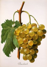 Ampelograhie. grape variety science. oenology. viticulture. grape. vine. Buccleuch grape. digitally