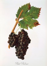 Ampelograhie. grape variety science. oenology. viticulture. grape. vine. Petit Ribier grape.
