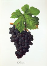 Ampelograhie. grape variety science. oenology. viticulture. grape. grapevine. Dureza grape.