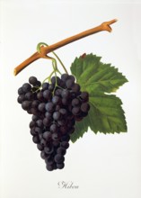 Ampelograhie. grape variety science. oenology. viticulture. grape. grapevine. Hibou grape.
