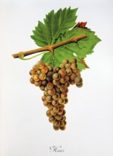 Ampelograhie. grape variety science. oenology. viticulture. grape. grapevine. Hans grape. digitally