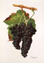 Ampelograhie. grape variety science. oenology. viticulture. grape. vine. Grappu grape. digitally