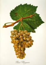 Ampelograhie. grape variety science. oenology. viticulture. grape. grapevine. Petit Pelegarie grape