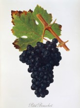 Ampelograhie. grape variety science. oenology. viticulture. grape. vine. Petit Bouschet grape.