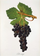 Ampelograhie. grape variety science. oenology. viticulture. grape. vine. Cot Rouge grape. digitally