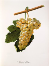 Ampelograhie. grape variety science. oenology. viticulture. grape. vine. Verdat Blanc grape.