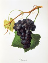 Ampelograhie. grape variety science. oenology. viticulture. grape. vine. Concord grape. digitally