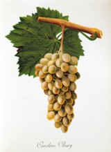 Ampelograhie. grape variety science. oenology. viticulture. grape. vine. Caroline Bury grape.