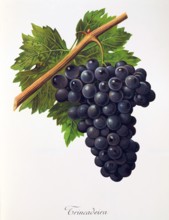 Ampelograhie. grape variety science. oenology. viticulture. grape. vine. Trincadeira grape.
