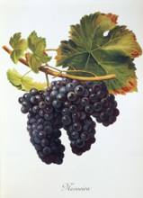 Ampelograhie. grape variety science. oenology. viticulture. grape. vine. Mevoeira grape. digitally