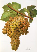 Ampelograhie. grape variety science. oenology. viticulture. grape. vine. Boal grape. digitally