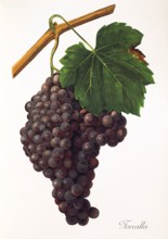 Ampelograhie. grape variety science. oenology. viticulture. grape. grapevine. Forcalla' grape.