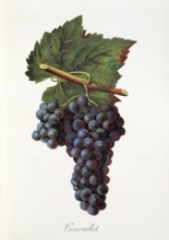 Ampelograhie. grape variety science. oenology. viticulture. grape. vine. Genouillet grape.