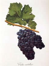 Ampelograhie. grape variety science. oenology. viticulture. grape. vine. Tinta Castellao grape.