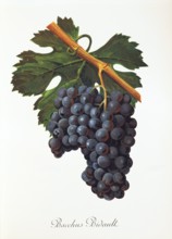 Ampelograhie. grape variety science. oenology. viticulture. grape. vine. Bacchus Bidault grape.