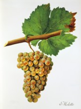 Ampelograhie. grape variety science. oenology. viticulture. grape. vine. Molette grape. digitally