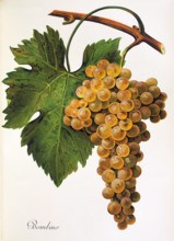 Ampelograhie. grape variety science. oenology. viticulture. grape. grapevine. Bombino grape.