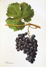 Ampelograhie. grape variety science. oenology. viticulture. grape. grapevine. Piedirosso grape.