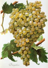 Ampelograhie. grape variety science. oenology. viticulture. grape. grapevine. Diagalves grape.
