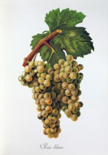Ampelograhie. grape variety science. oenology. viticulture. grape. vine. Prin Blanc grape.