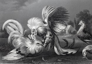 Cockfight.