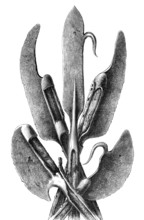 Various forms of the Lochaber axe at the beginning of the 16th century. a common Scottish variant